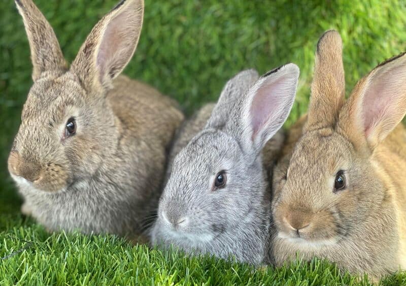 Flemish Giants For Sale image 4