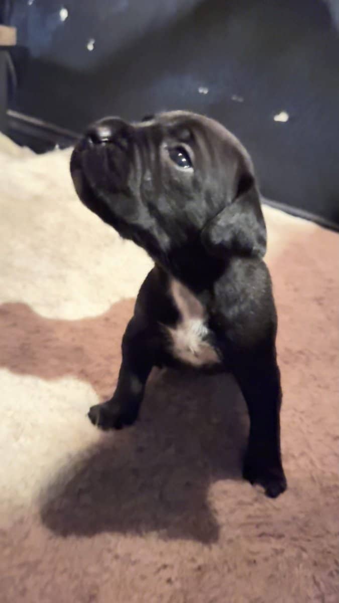 Purebred Cane Corso xGerman Shorthair Pointer (VA) image 9