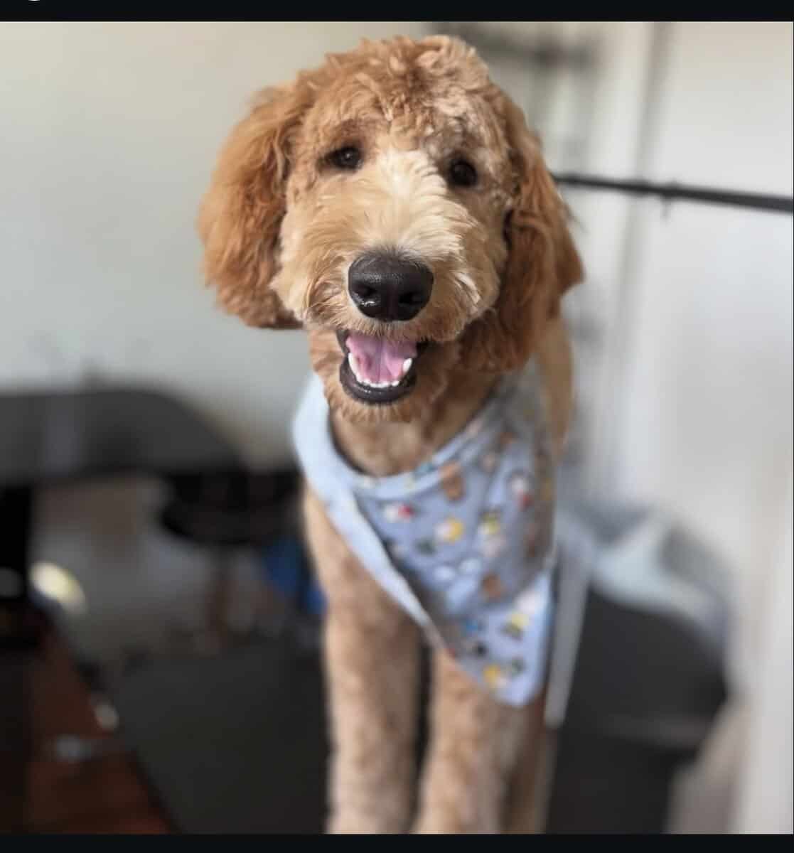 1 year old dog for sale image 1