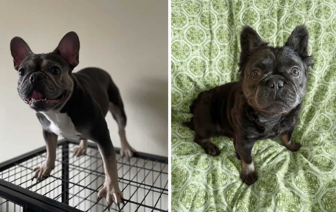 French Bulldog - Oliver image 5