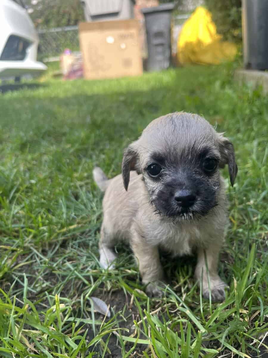 PUPPIES FOR FEE image 4