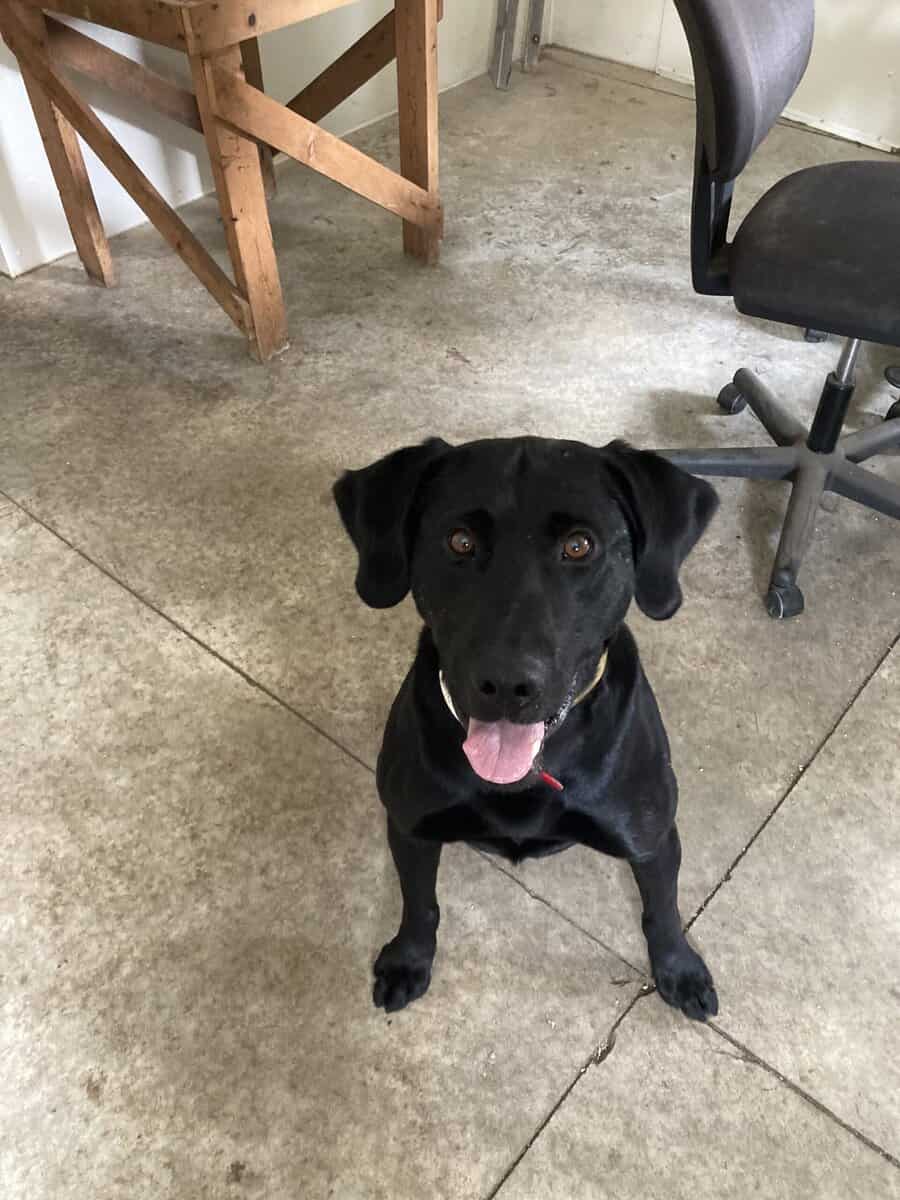 AKC Black Lab hunting 5 yr old image 2