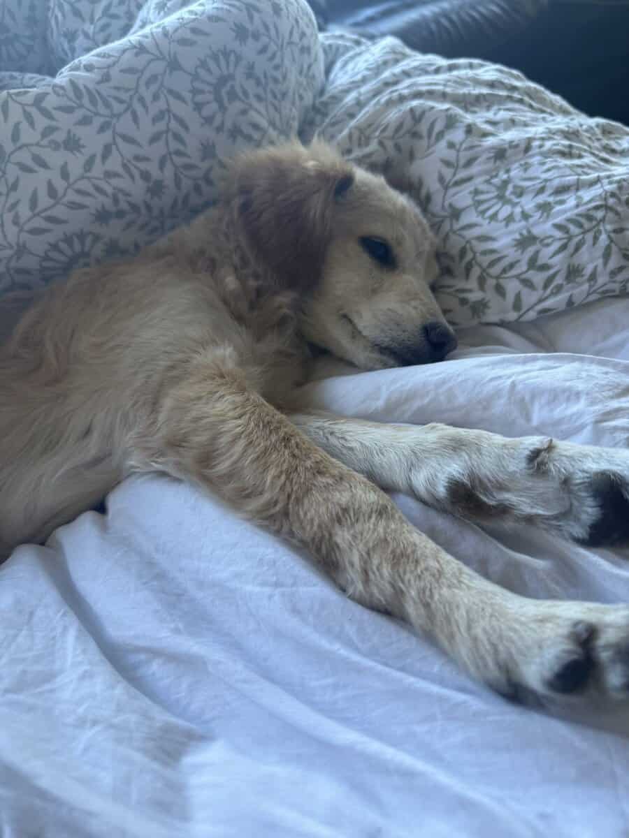 Beautiful female Puppy image 2