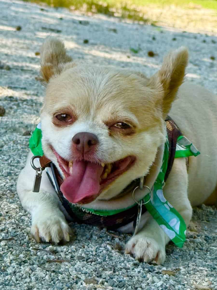 Loving Dog Needs New Home image 9