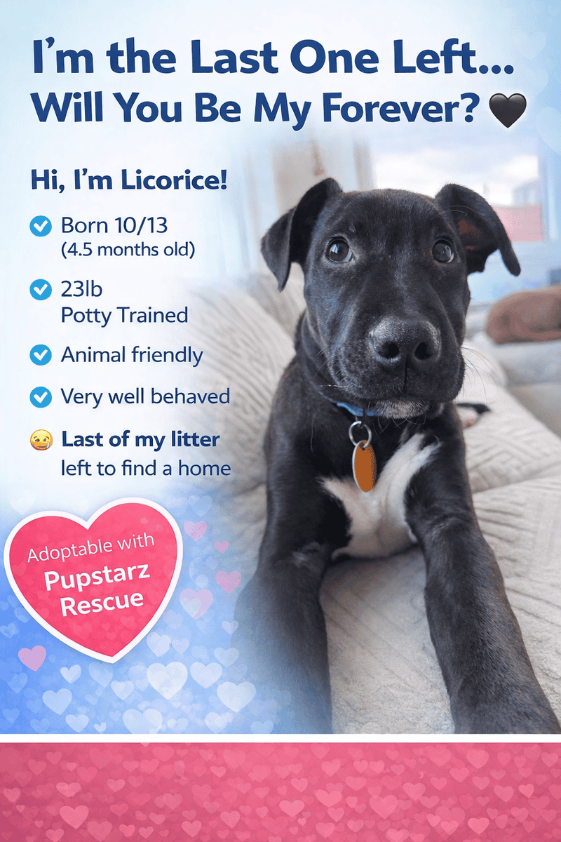 Adoptable Licorice Needs A Home image 2
