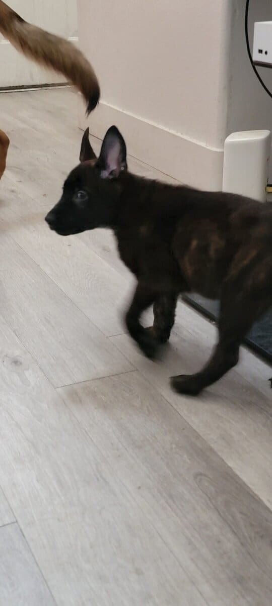 Shepherd puppies image 9