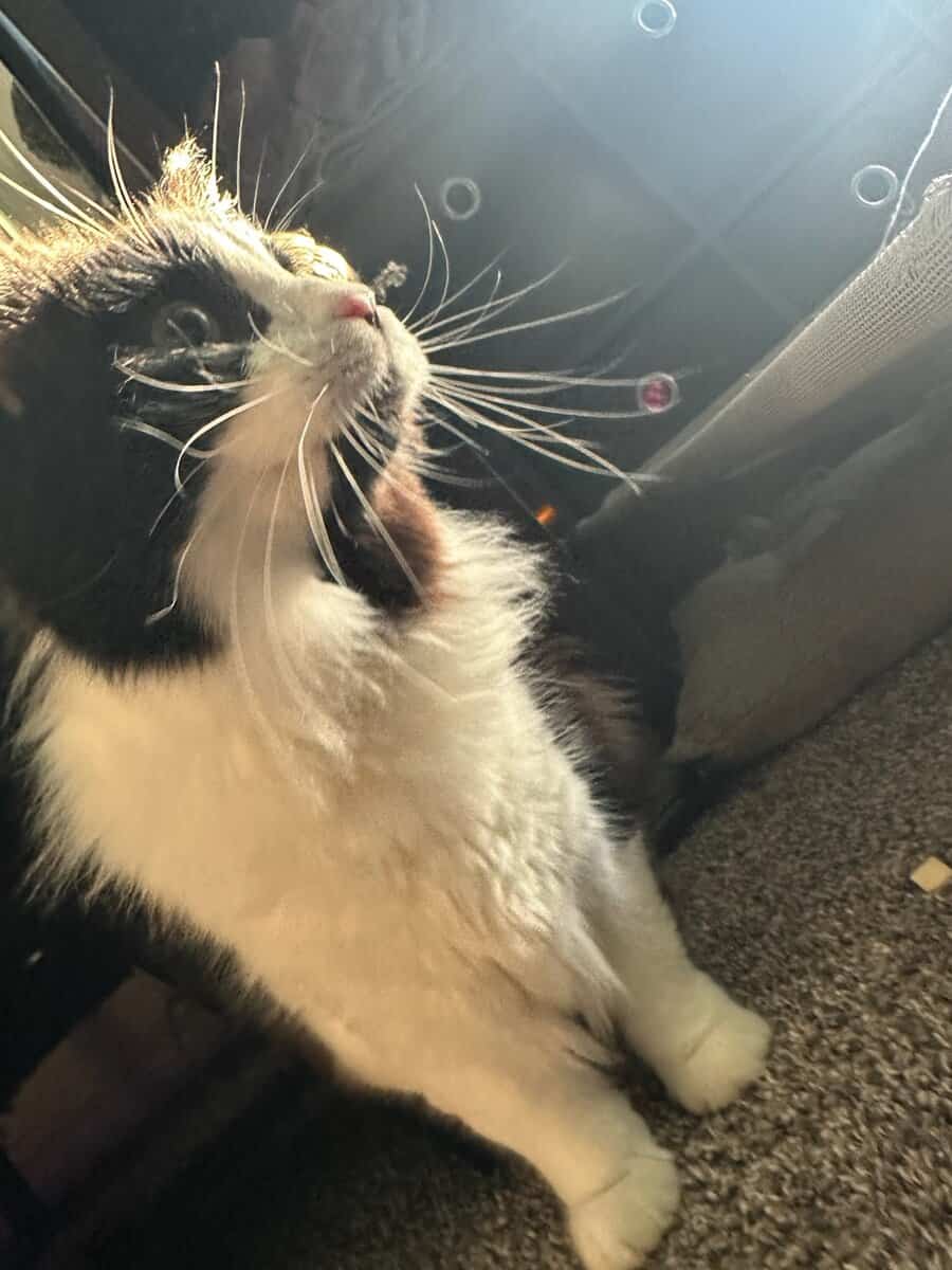 Sweet boy looking for a home. image 2