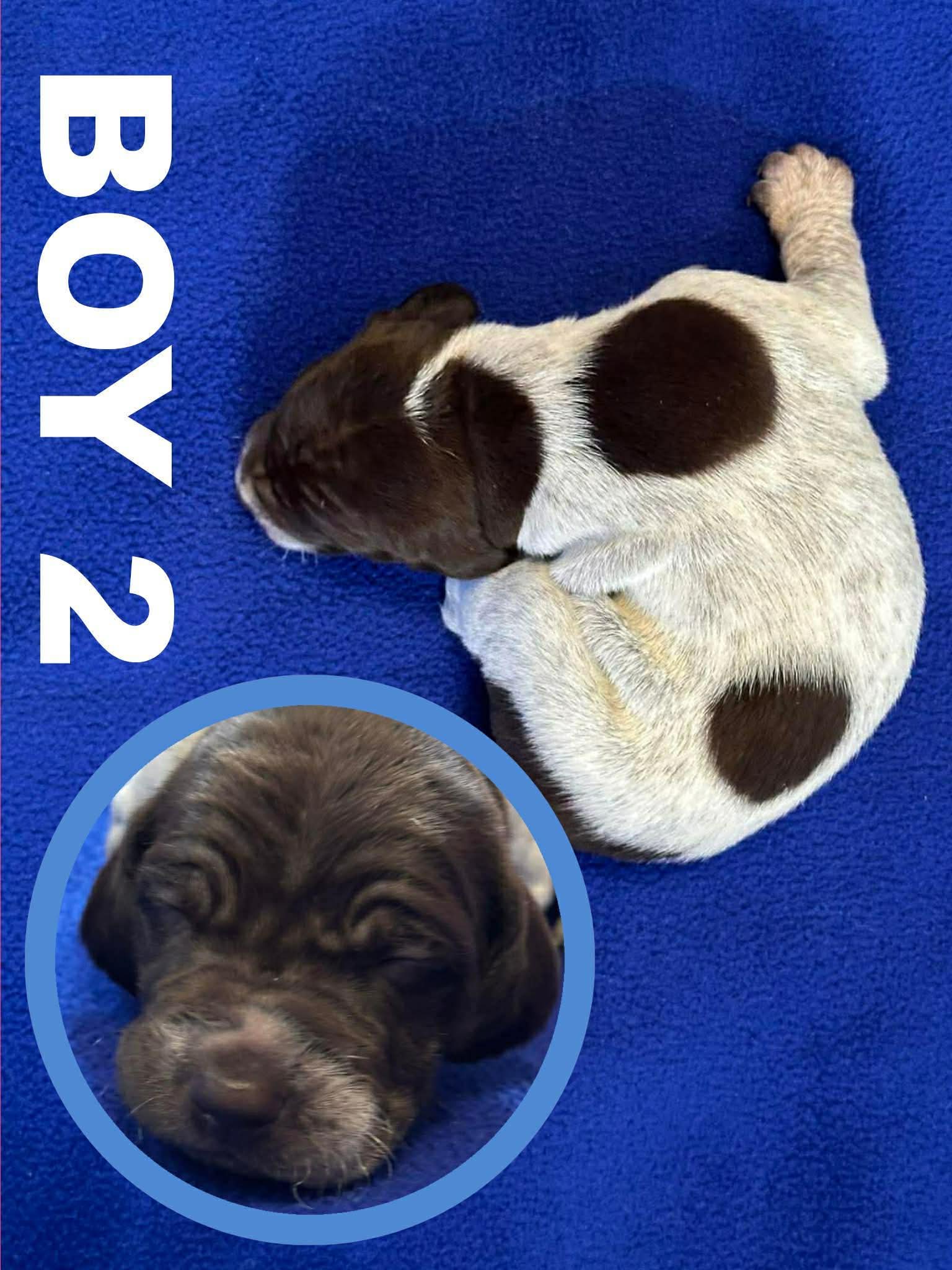 GSP Puppies image 5