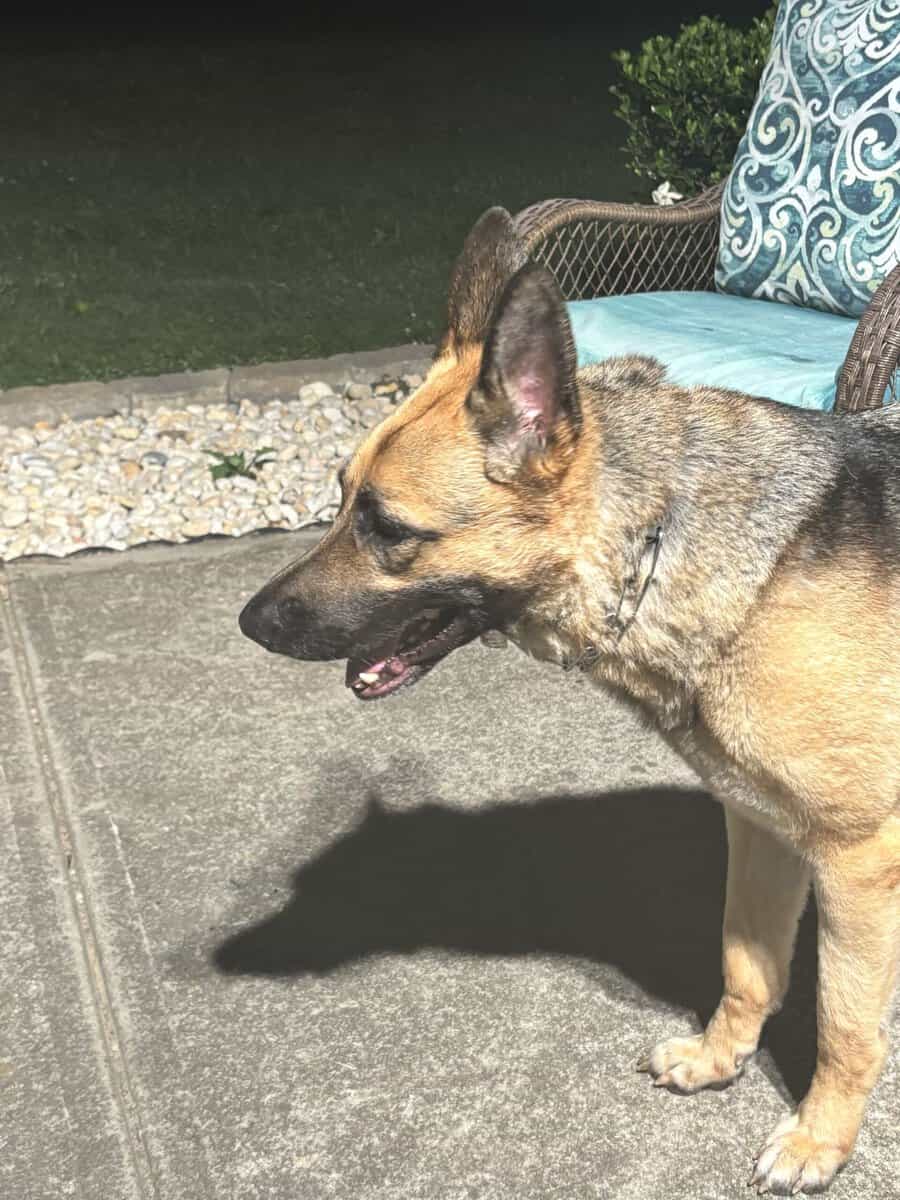 Rehoming Female German Shepherd image 8