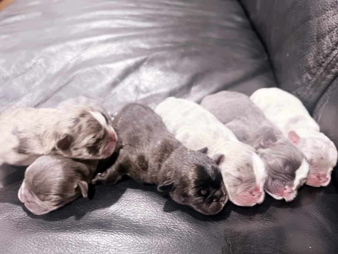 Frenchie puppies image 1