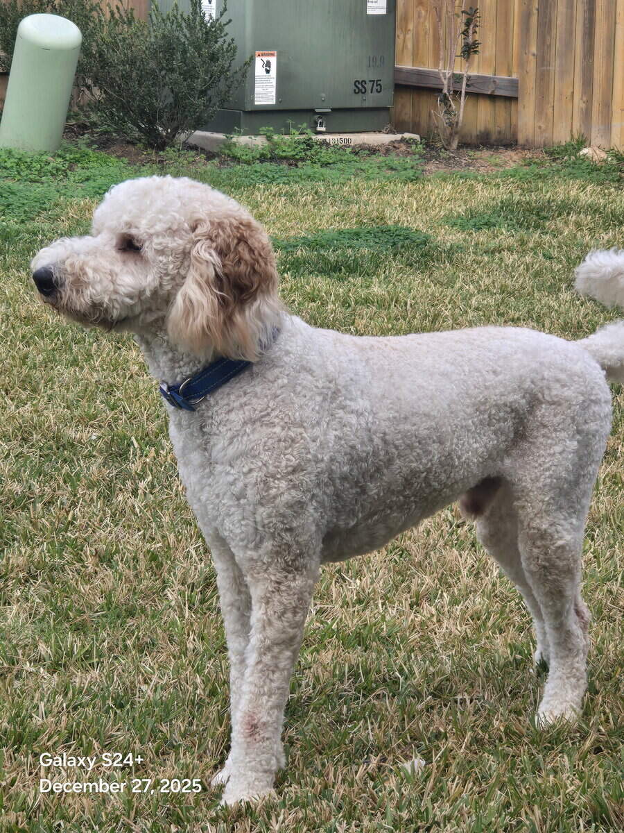 Goldendoodle for Sale image 1