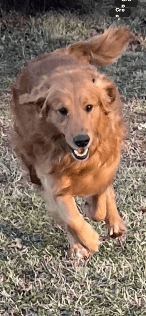 Golden Retriever puppies image 4