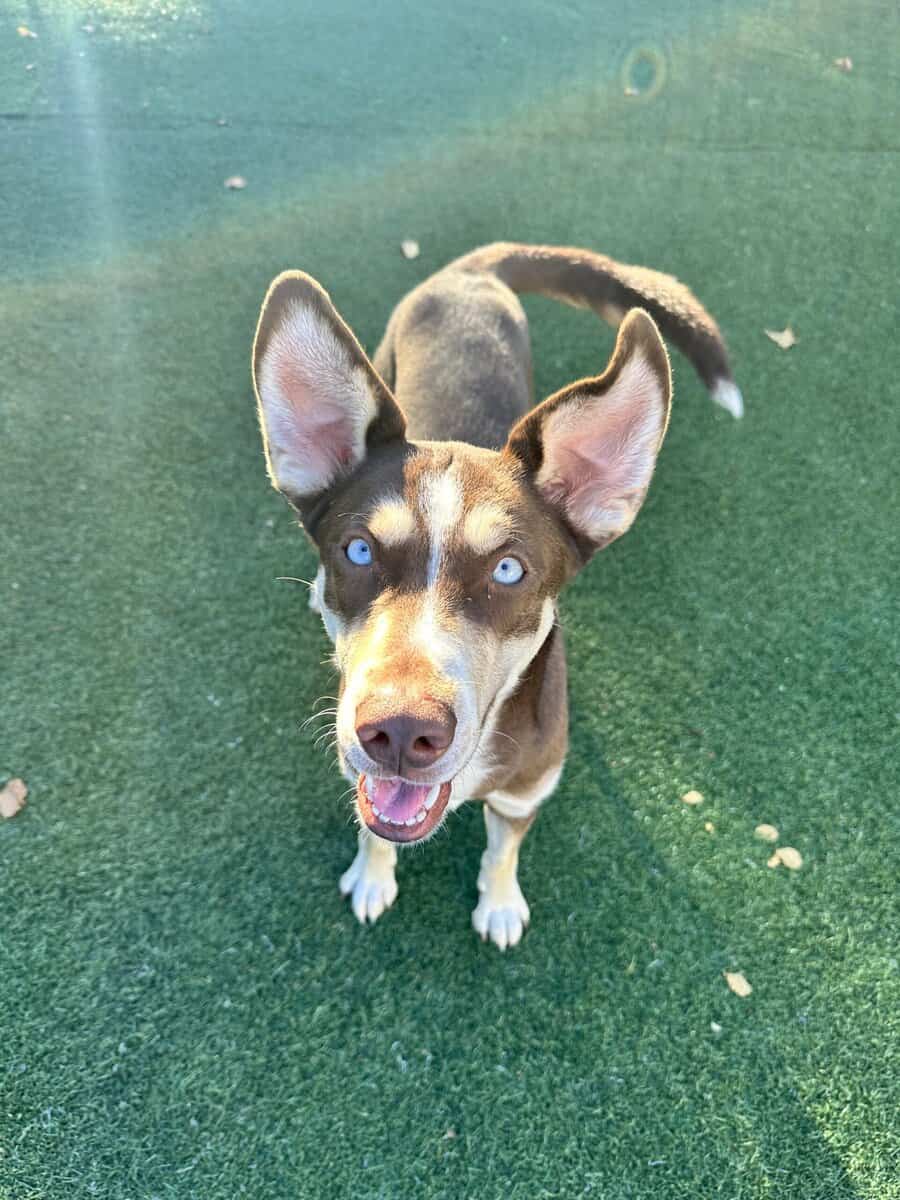 Female Husky mix in need of rescue/home image 1