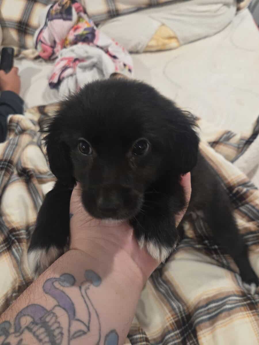 Mix breed small pup image 1