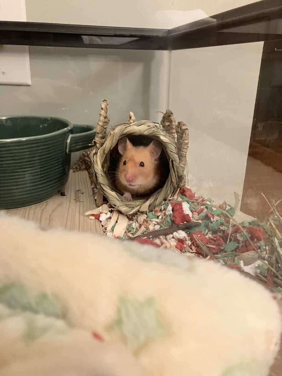 Female Syrian Hamster image 1
