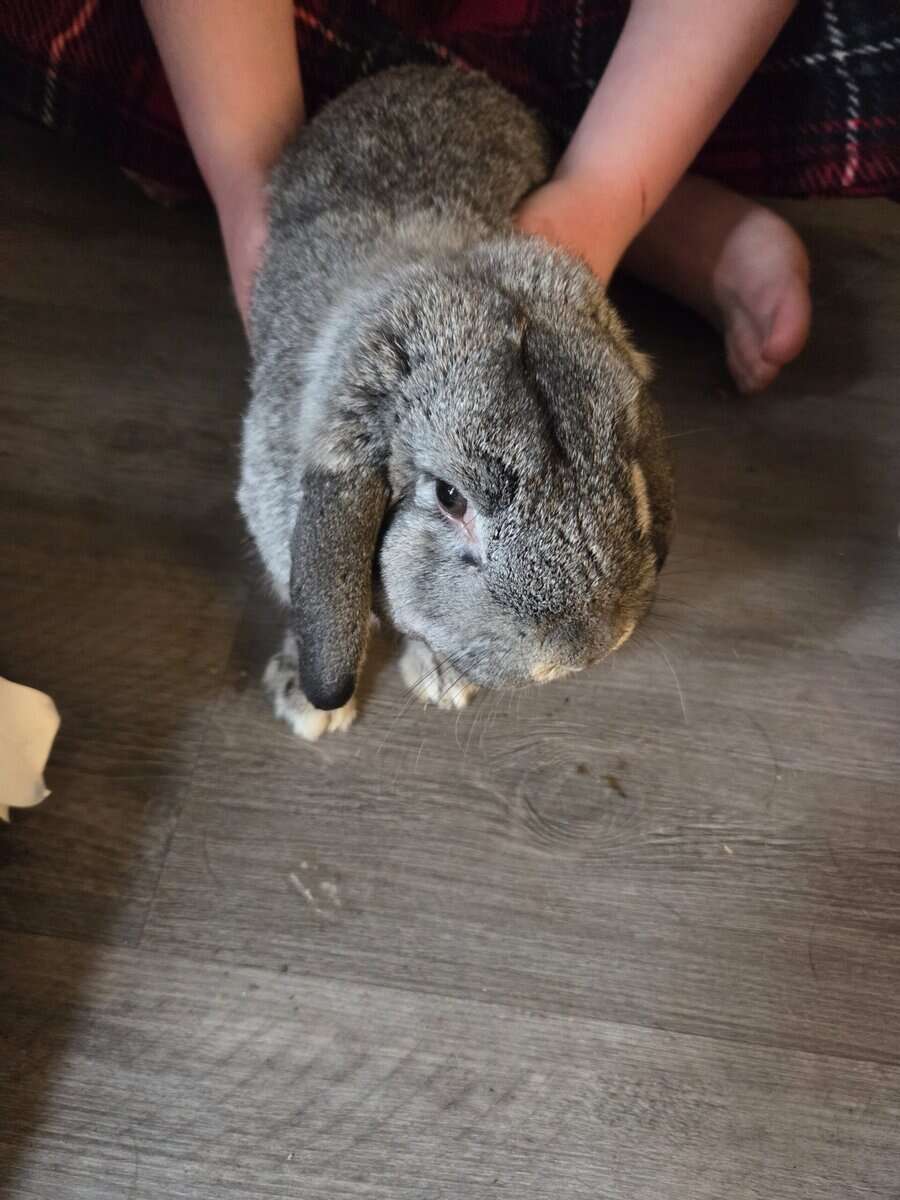 Mini lop image 5