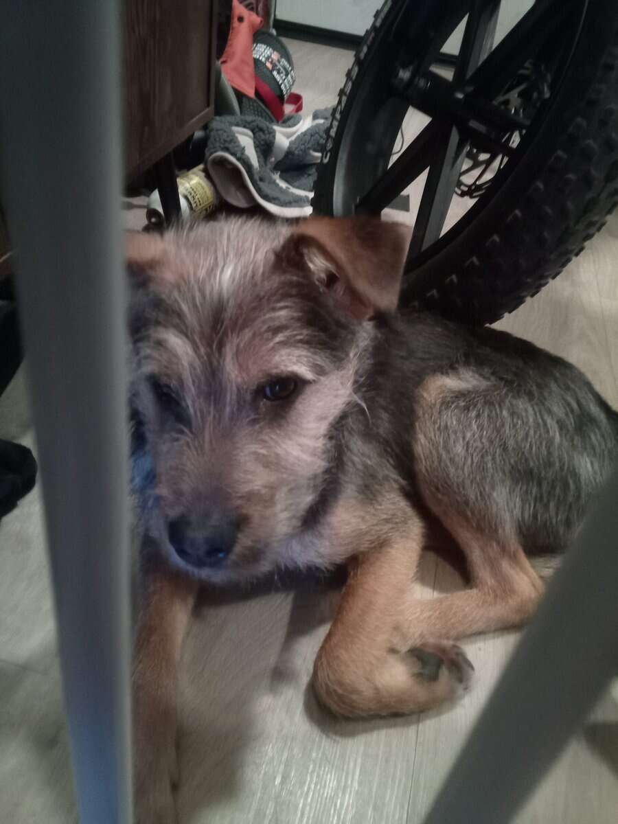 Westy terrier 6 months old image 5
