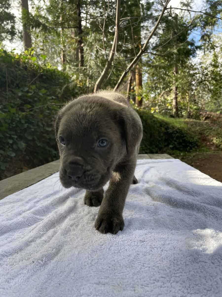 Cane Corso Litter for Sale image 11