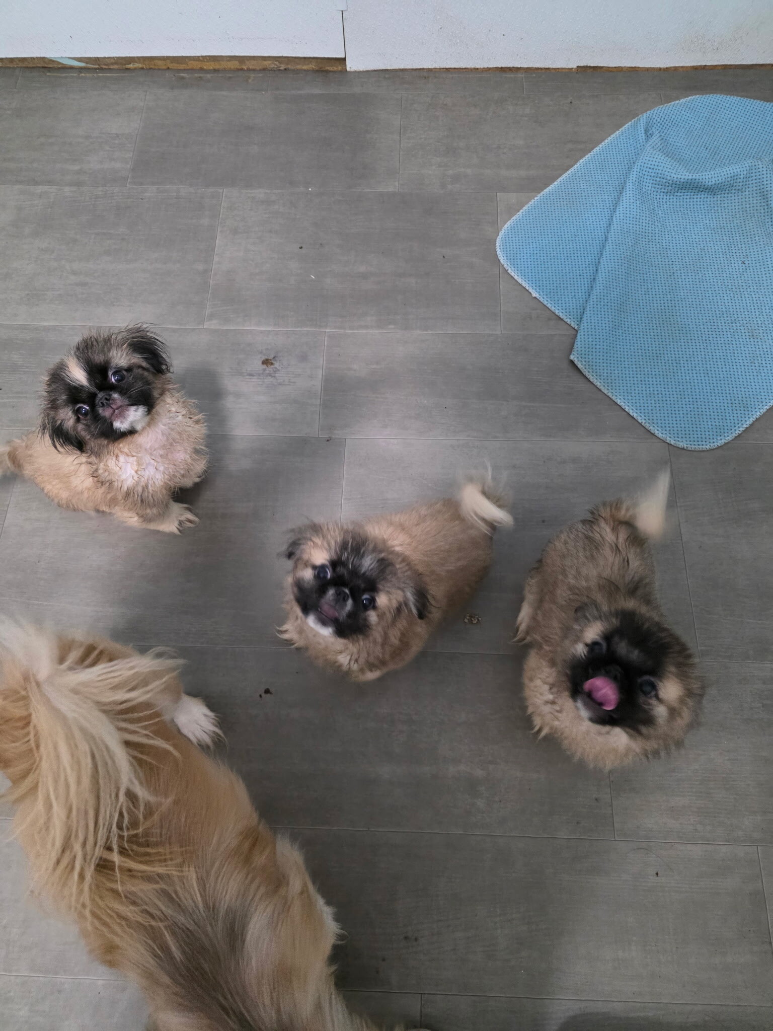 Sukis puppy #3 image 1