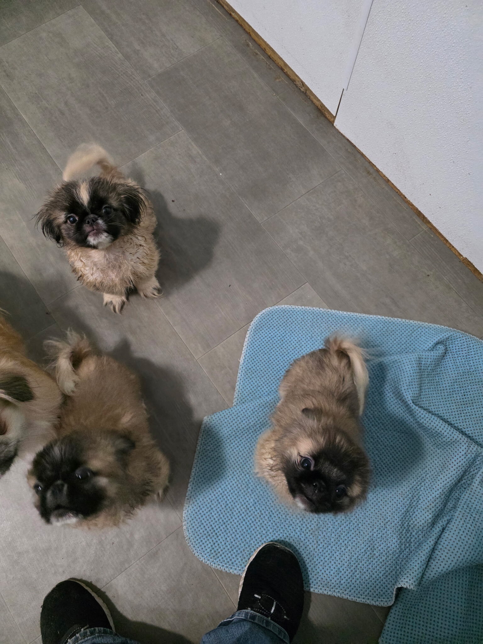 Sukis puppy #3 image 2