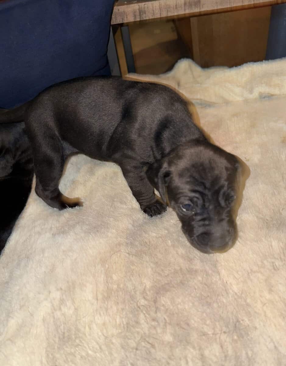 Purebred Cane Corso xGerman Shorthair Pointer (VA) image 17