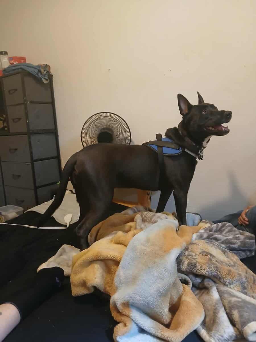 My dog Max image 3