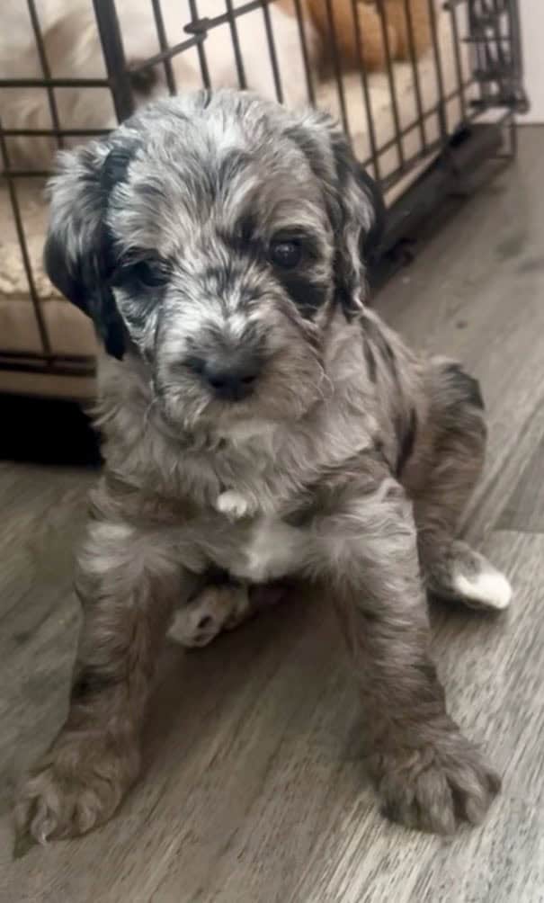LABRADOODLE PUPPIES image 1