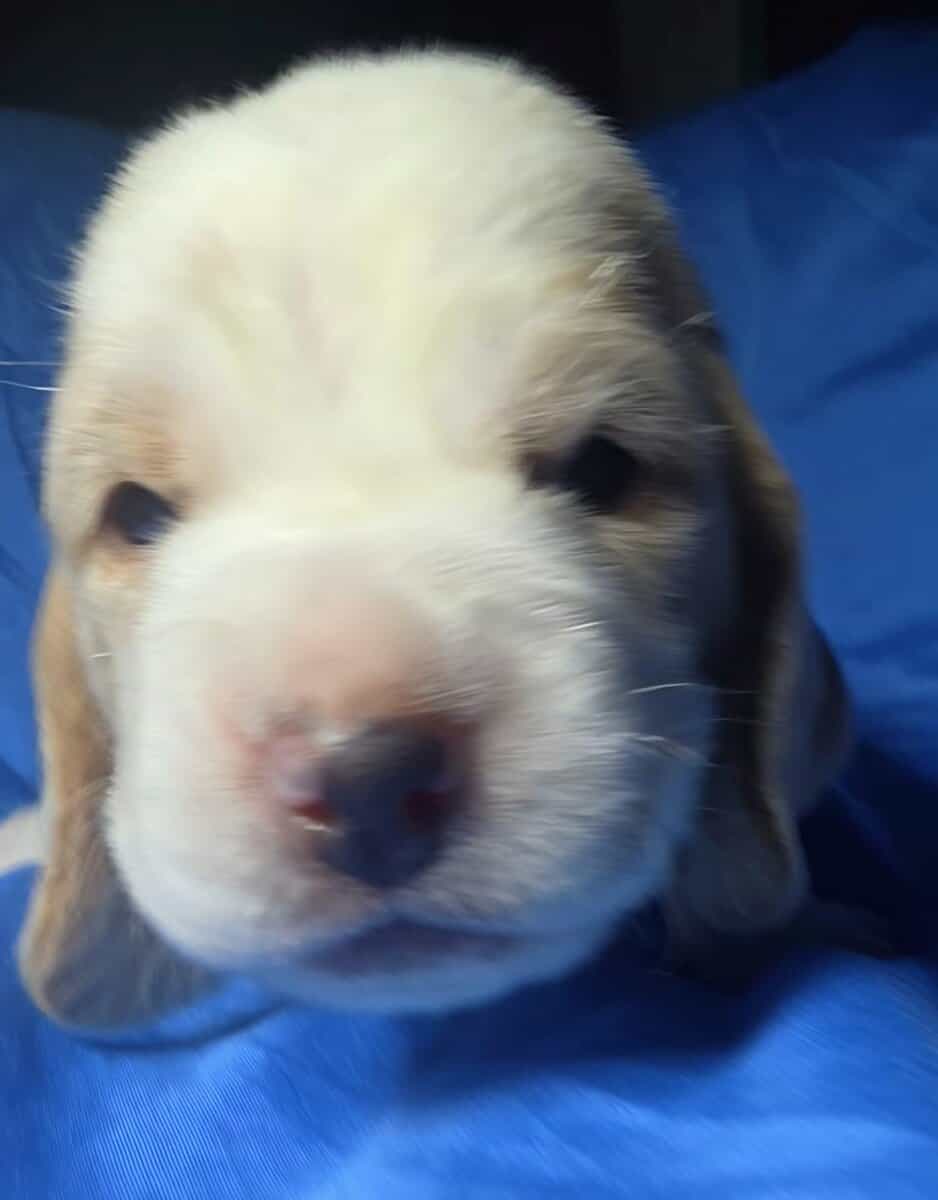 Kate- female basset hound puppy image 4