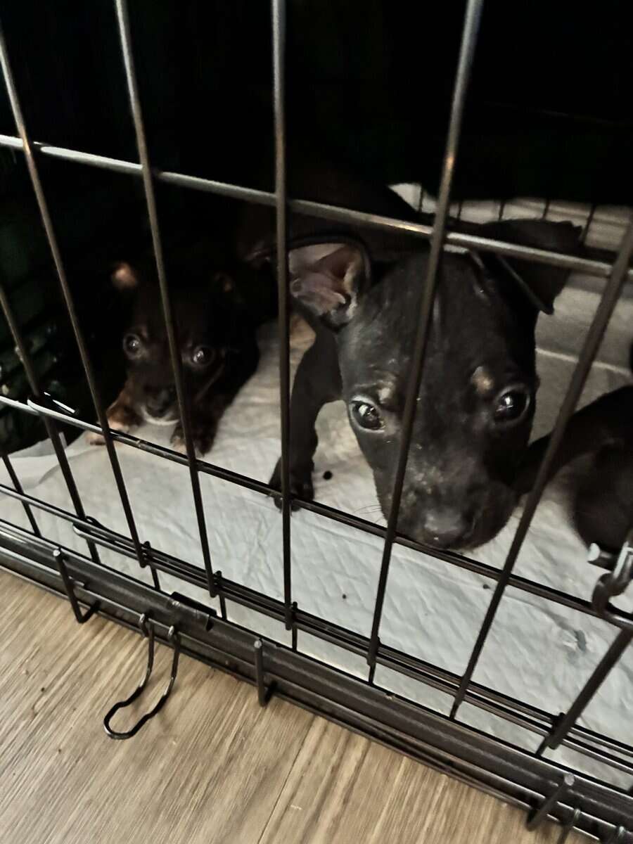 Bluenose Pit Puppies image 7