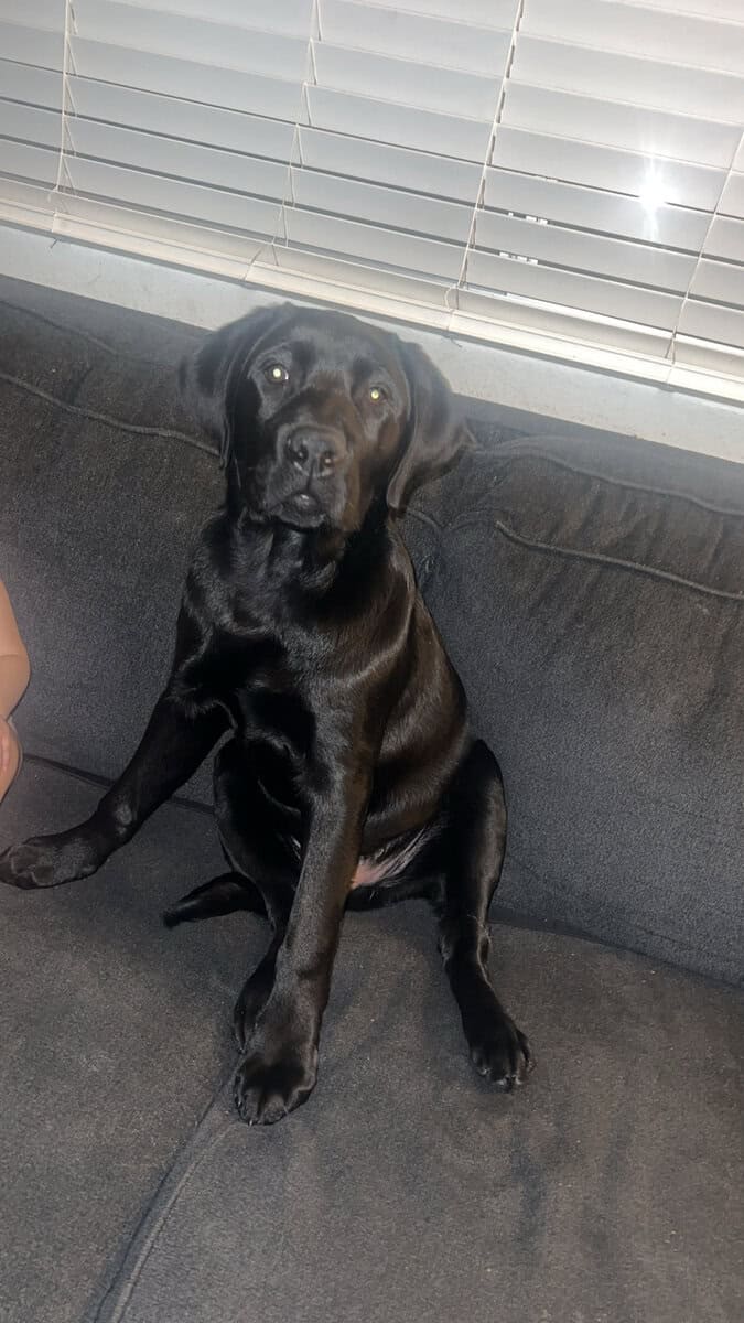 Labrador retriever image 1