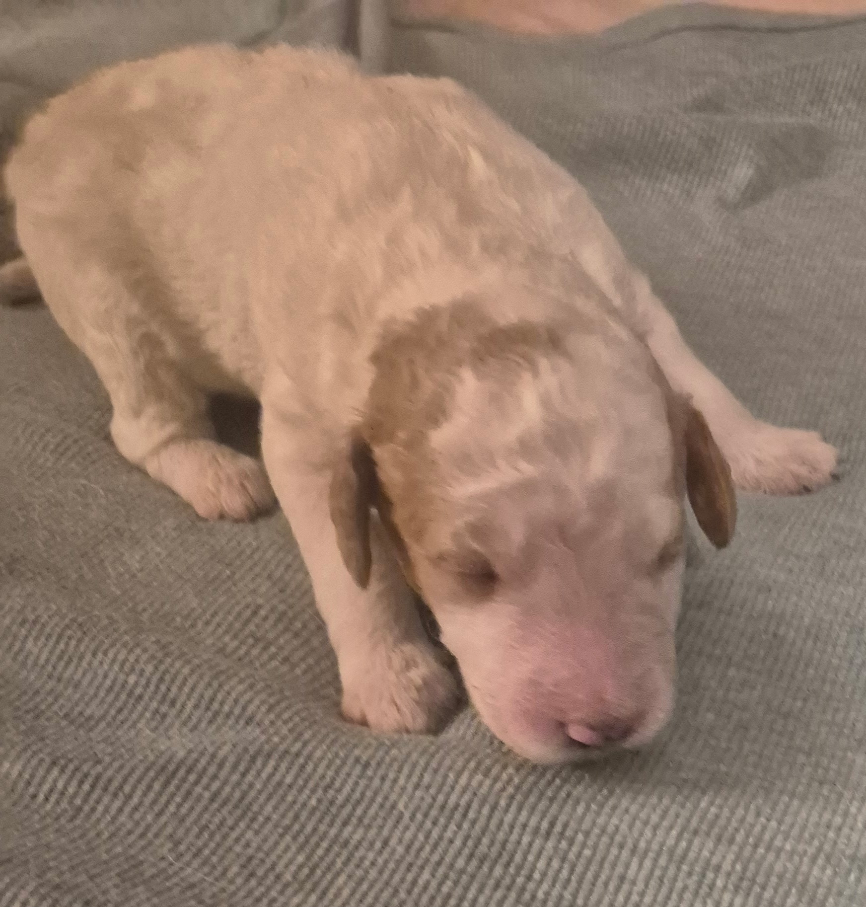 Labradoodle/ Goldendoodle image 5