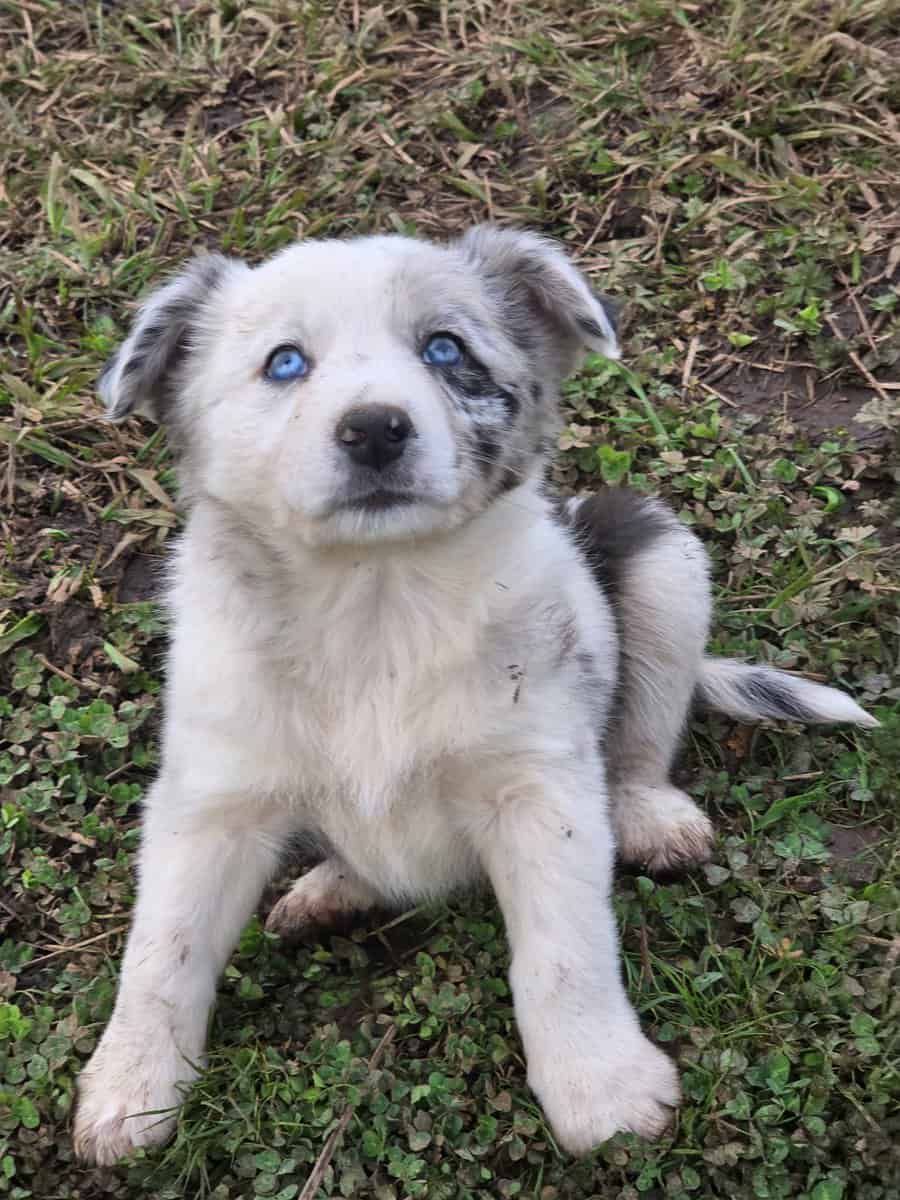 Border heeler puppies image 1