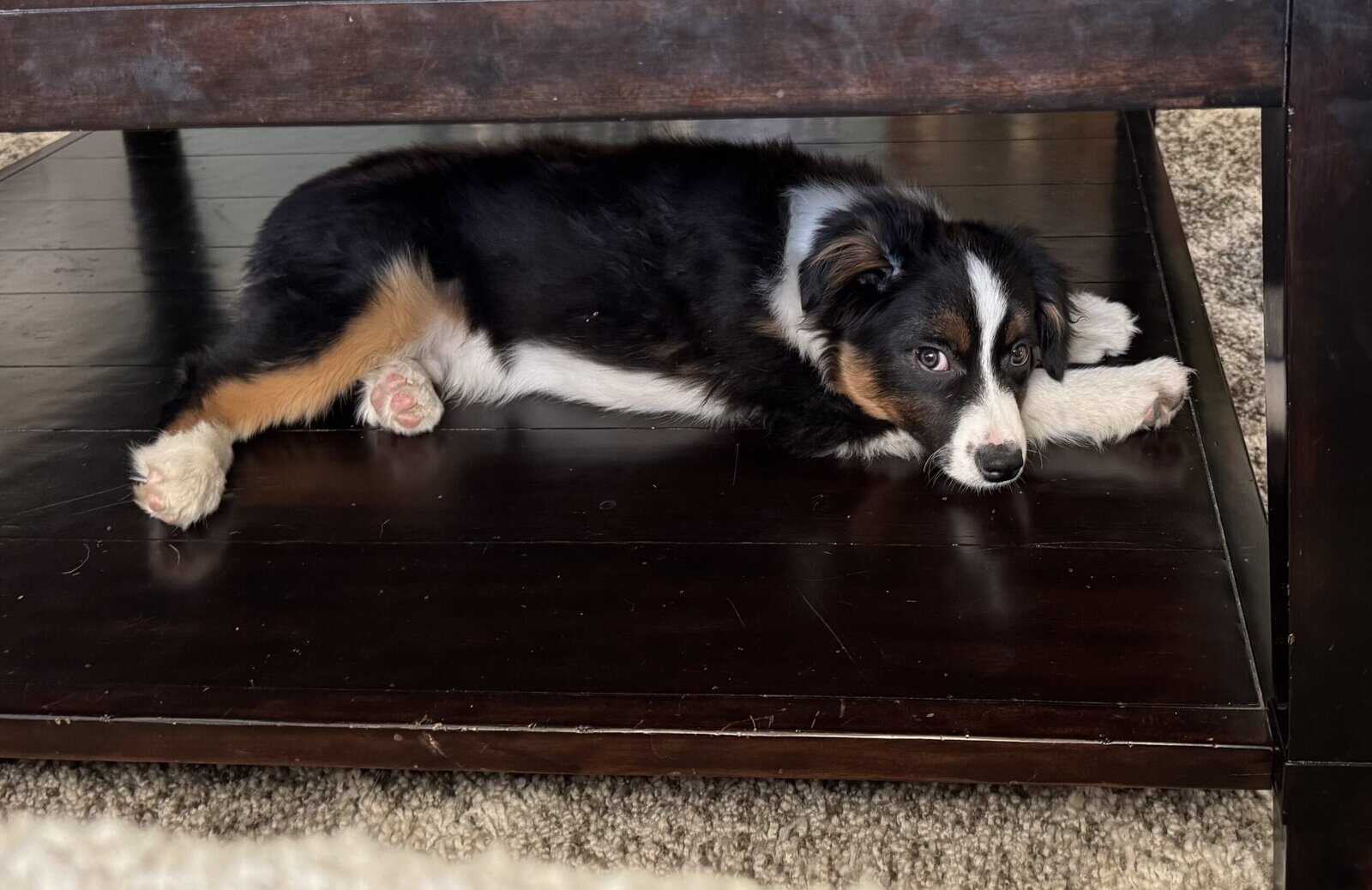 Mini Australian Shepherd image 3