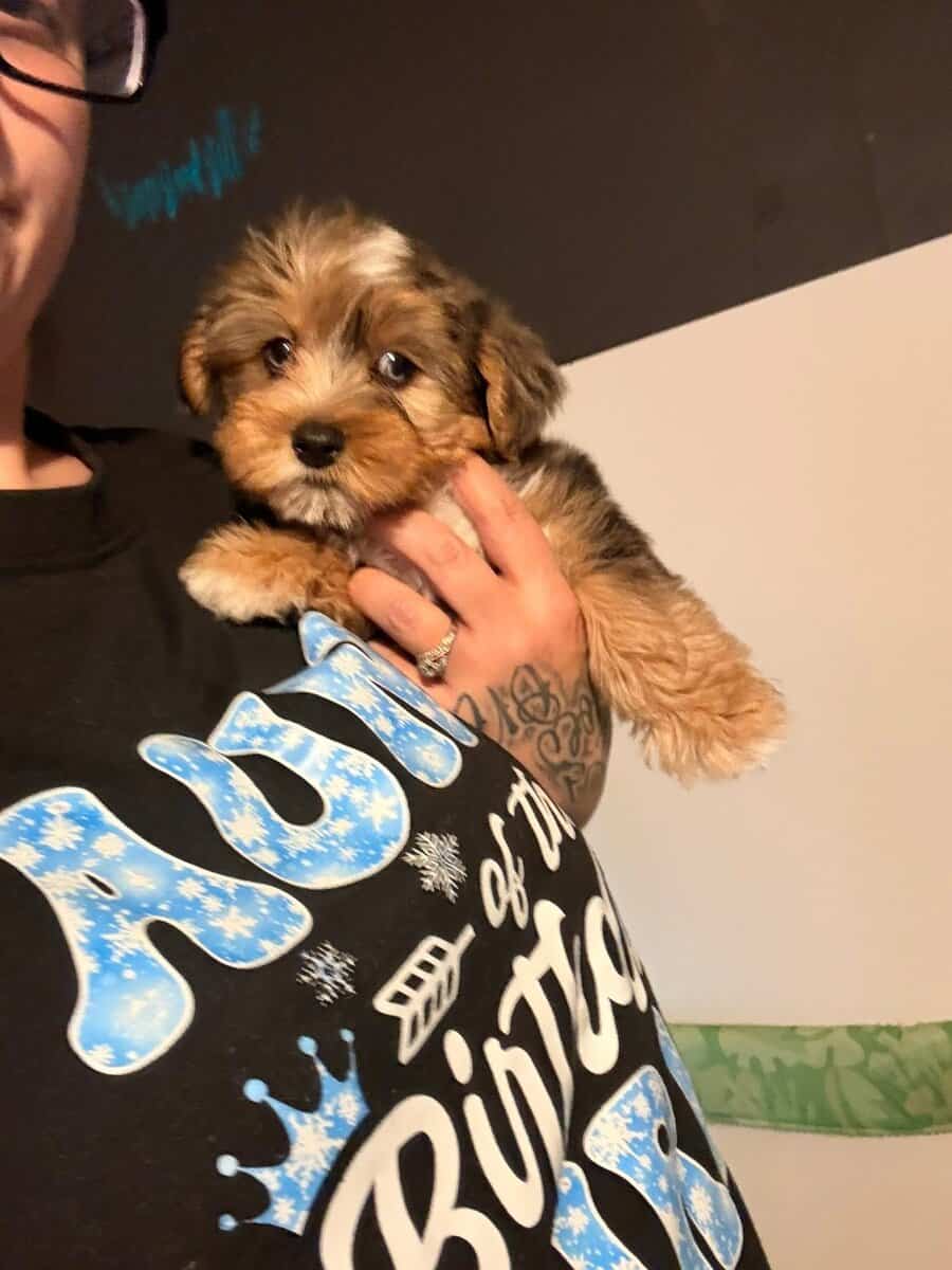 Merle 3 month yorkie boy image 1