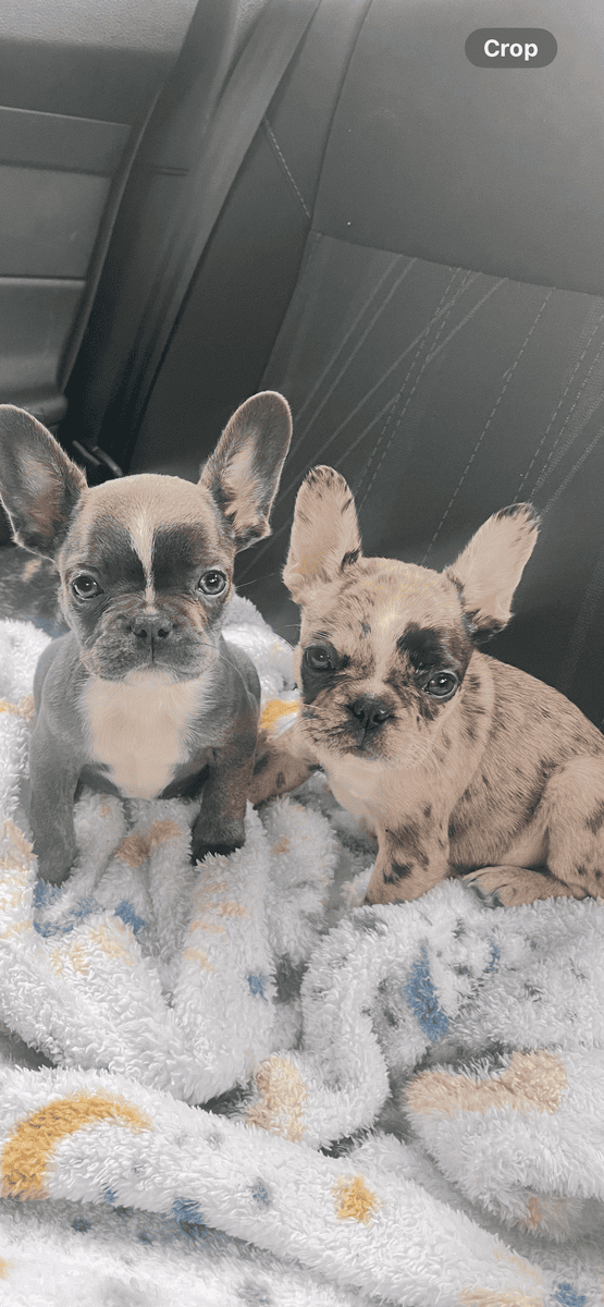 Frenchie puppies image 7