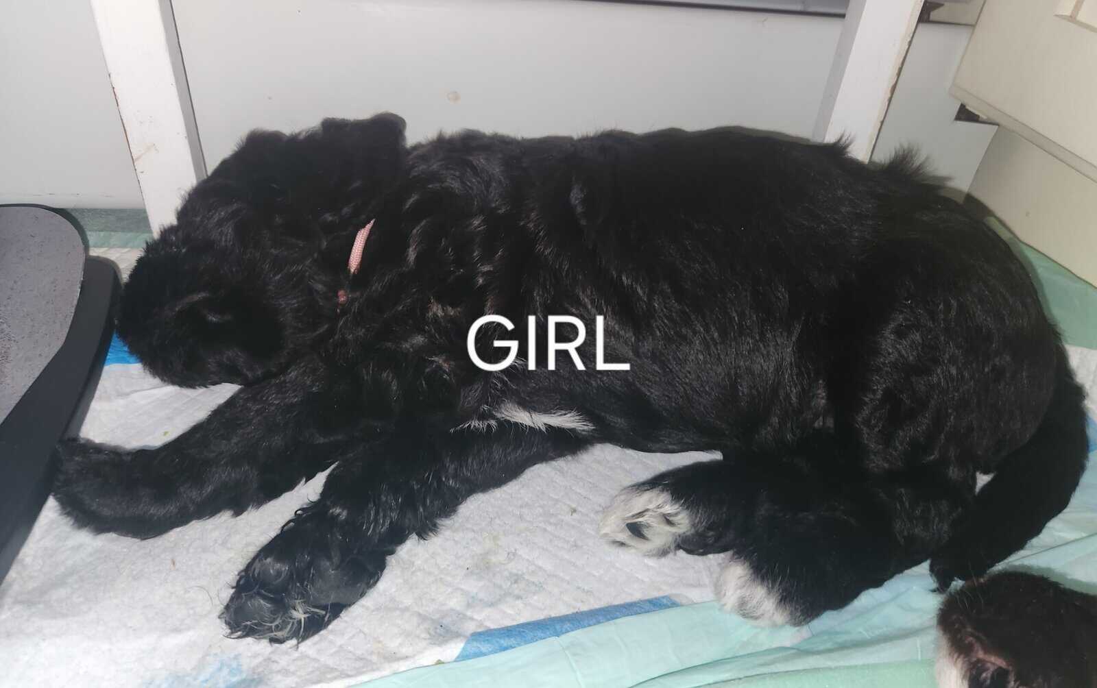 Labradoodle F1b puppies image 14