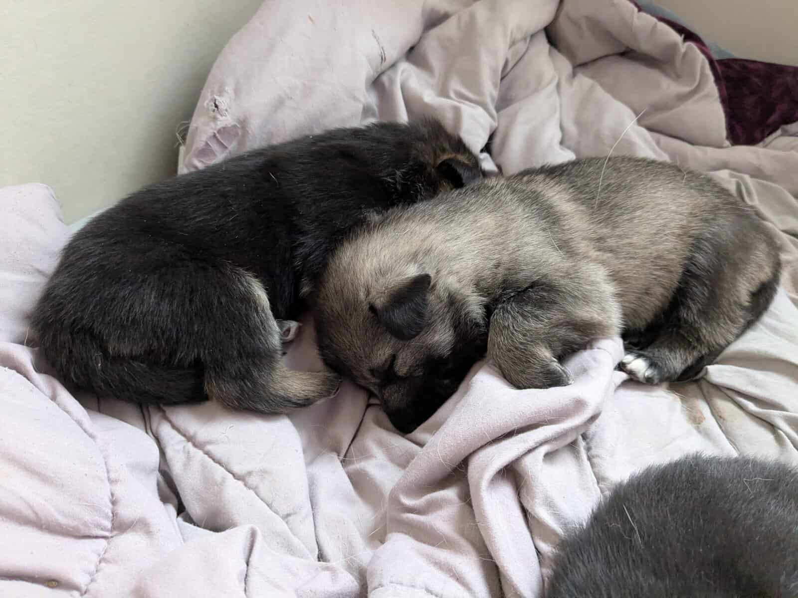 AKC German Shepherd puppies image 6