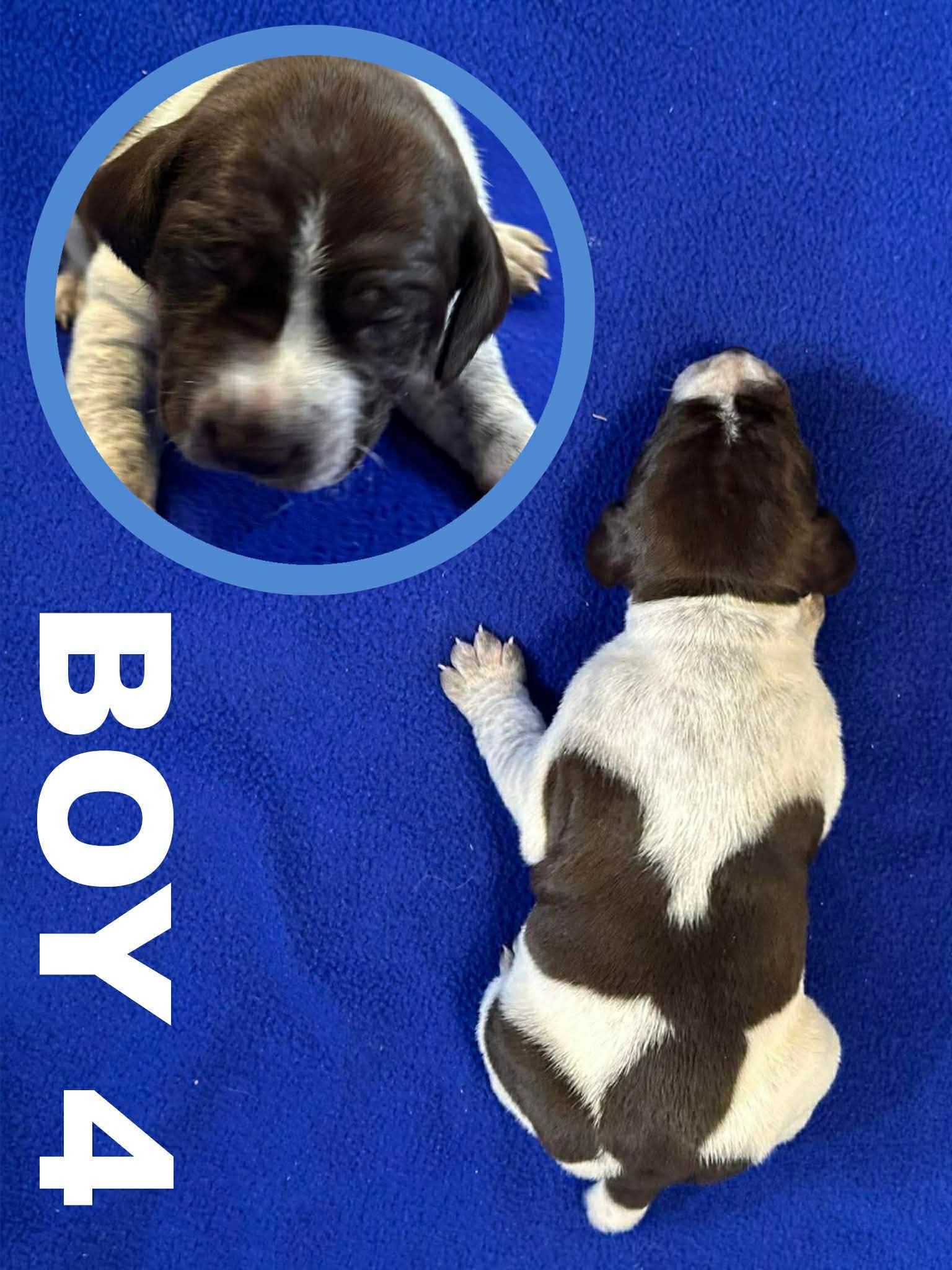GSP Puppies image 6
