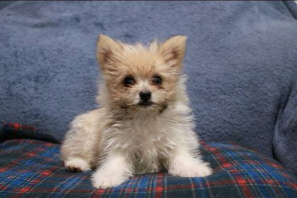 Pomeranian/Yorkie mix puppies image 2