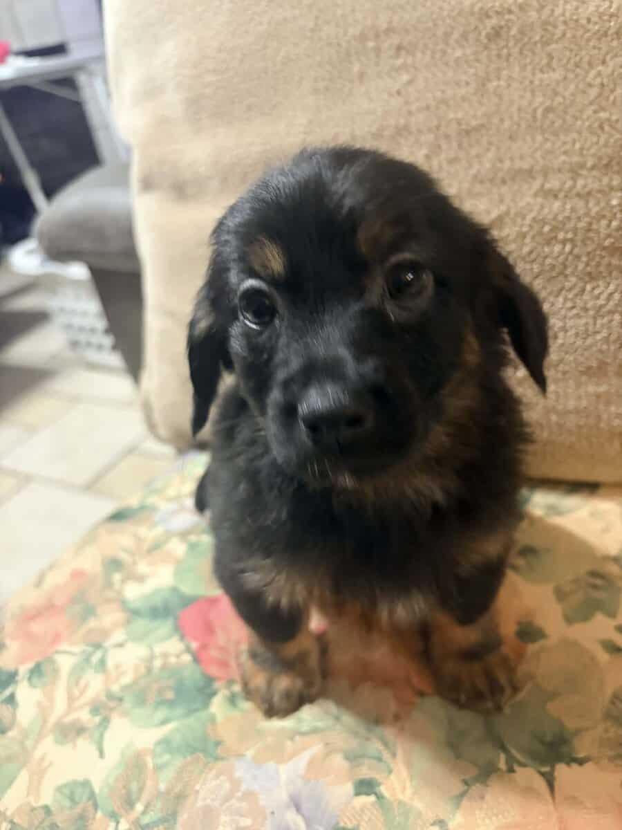 Adorable Male Chiweenie puppy 🐶 (Last One) image 3