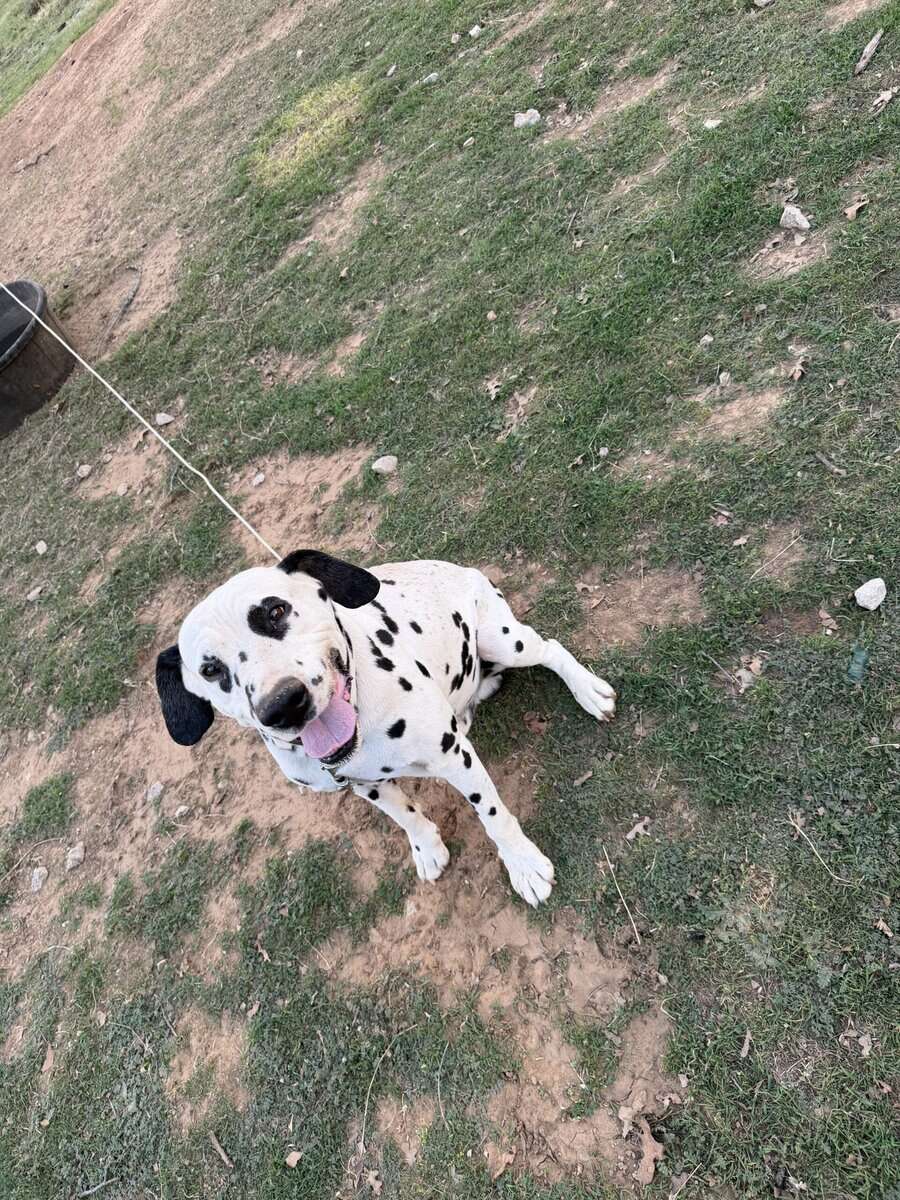 Dalmatian image 1
