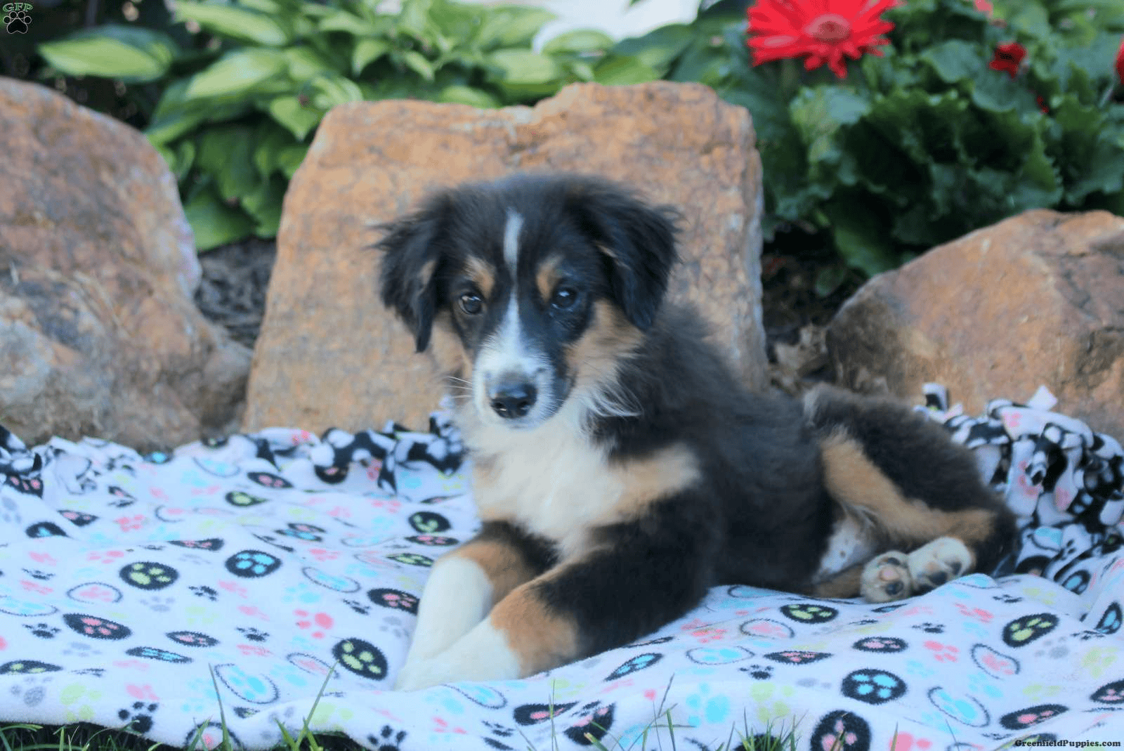 Australian Shepherd, Black Tri-color, Miniature image 1