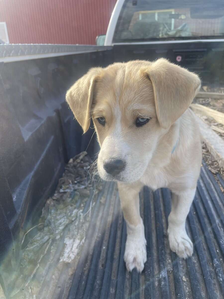 Husky/Beagle/Elkhound image 1