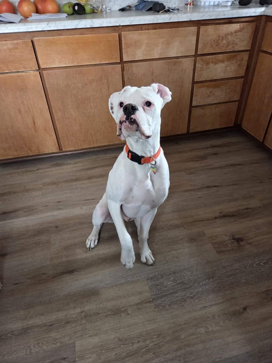 I have a 11month old boxer he's white lots of en image 1