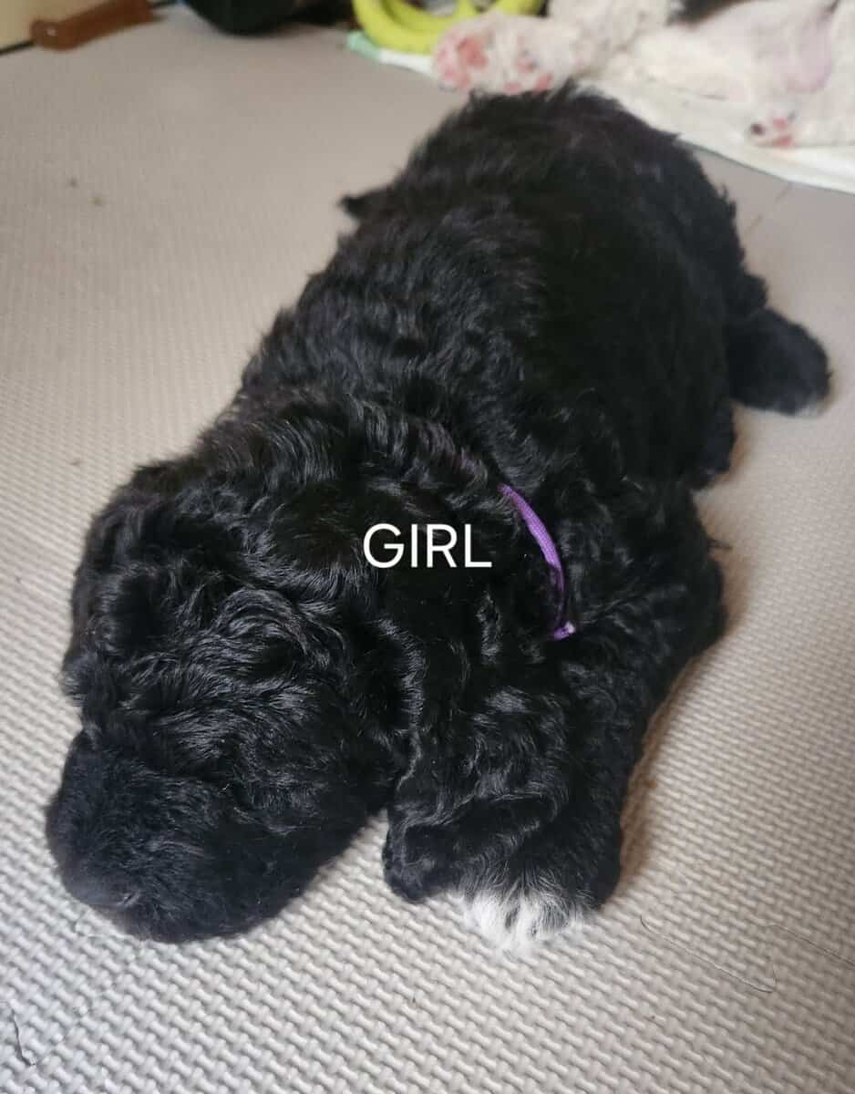 Labradoodle F1b puppies image 16