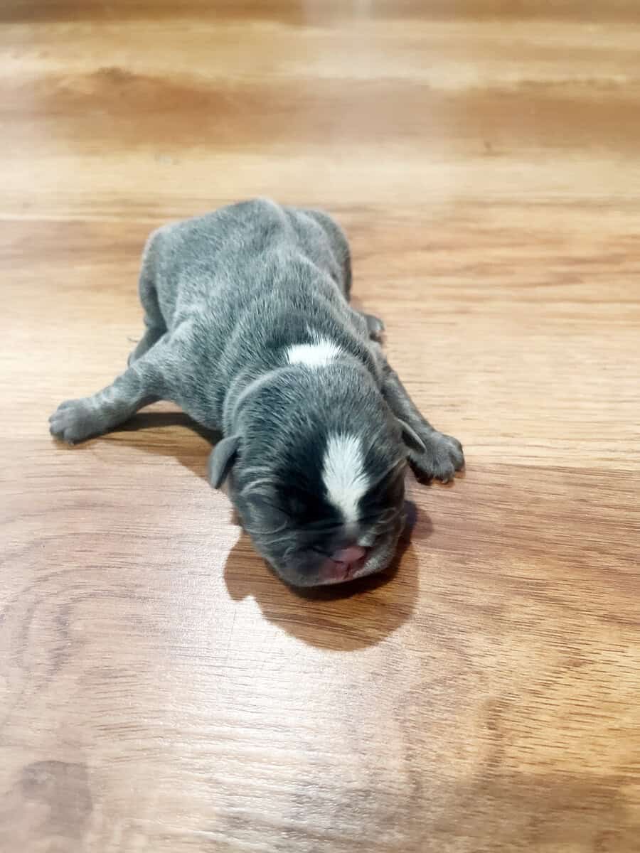 Frenchie puppies image 5