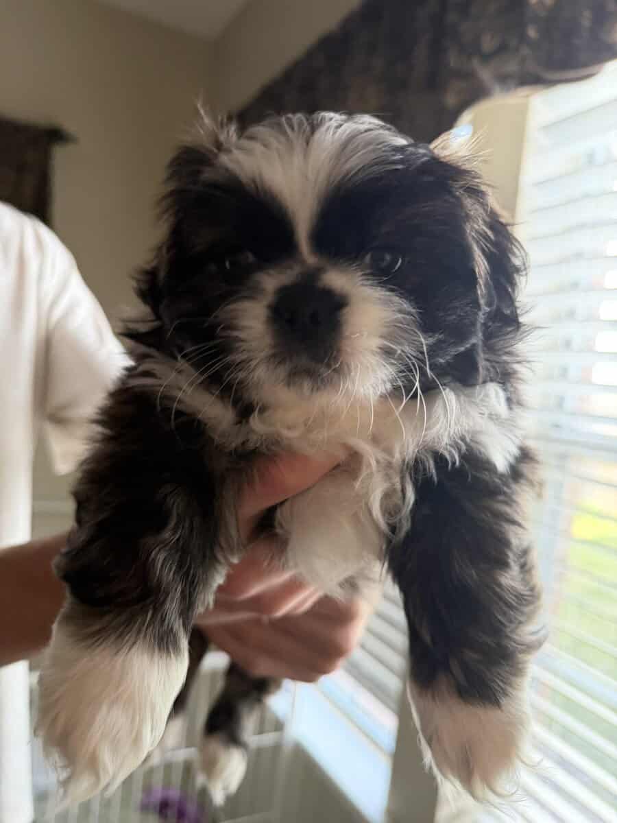 Pekingese Puppies for Sale image 2