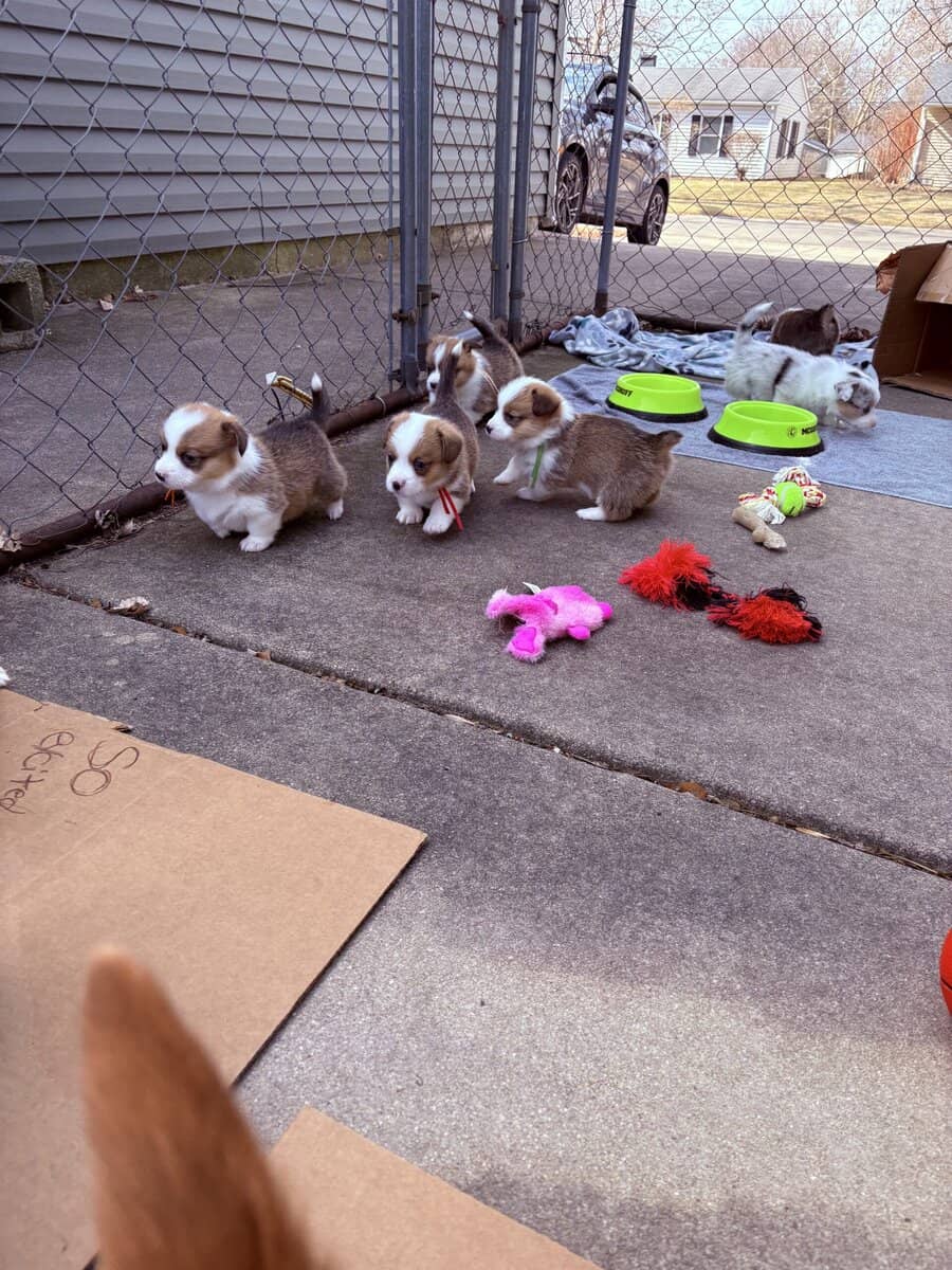 Pembroke welsh corgi pups image 12