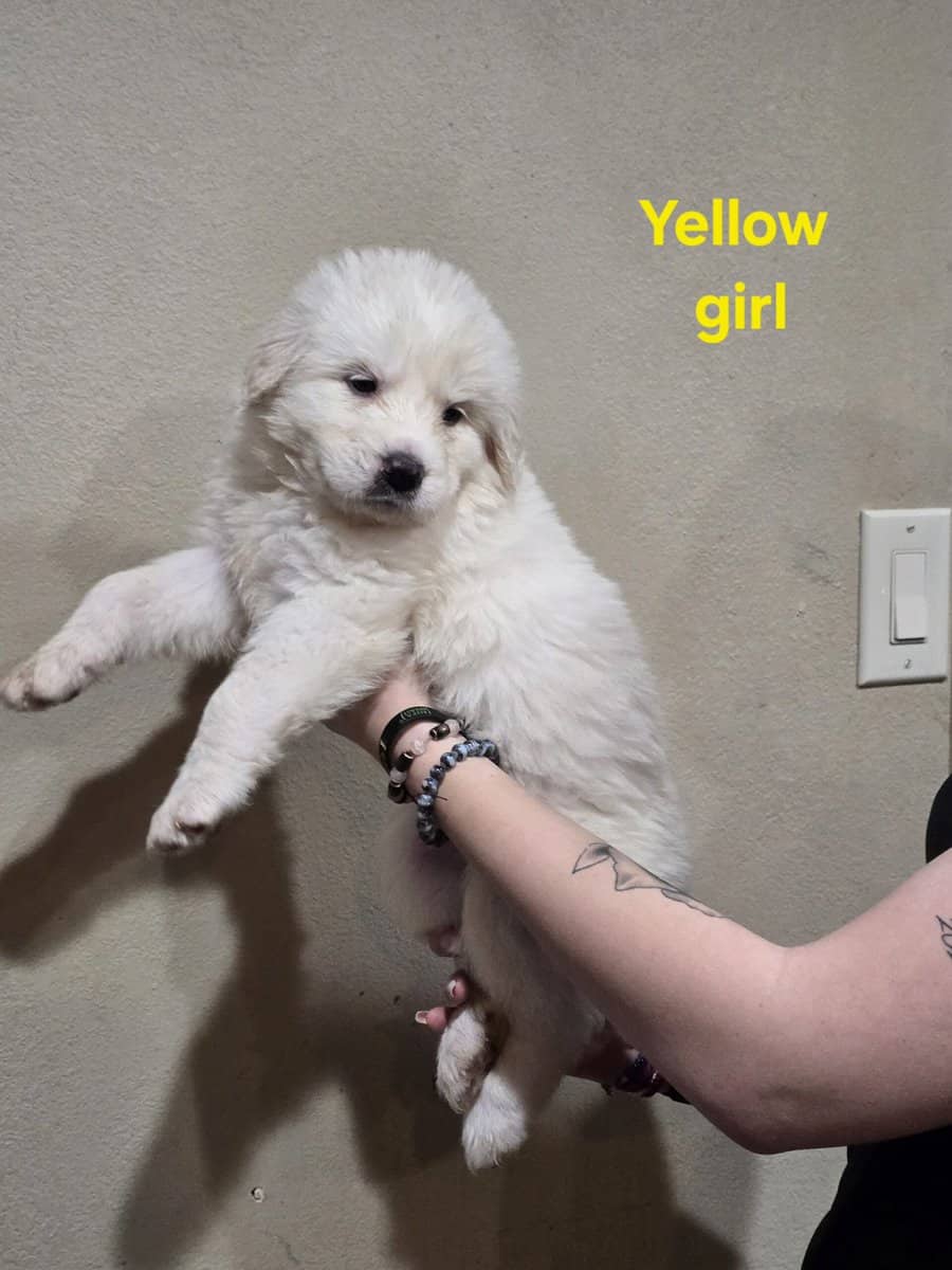 Great pyrenees puppies ready 3/23/26 image 16