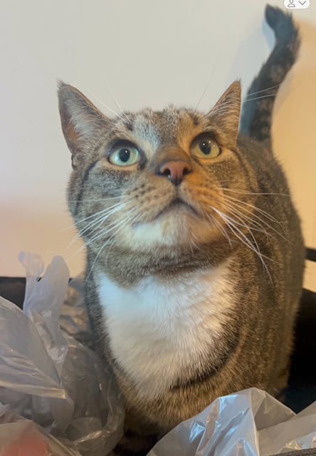 Nova - A Sweet 4yo Cat Needs a New Home! image 2